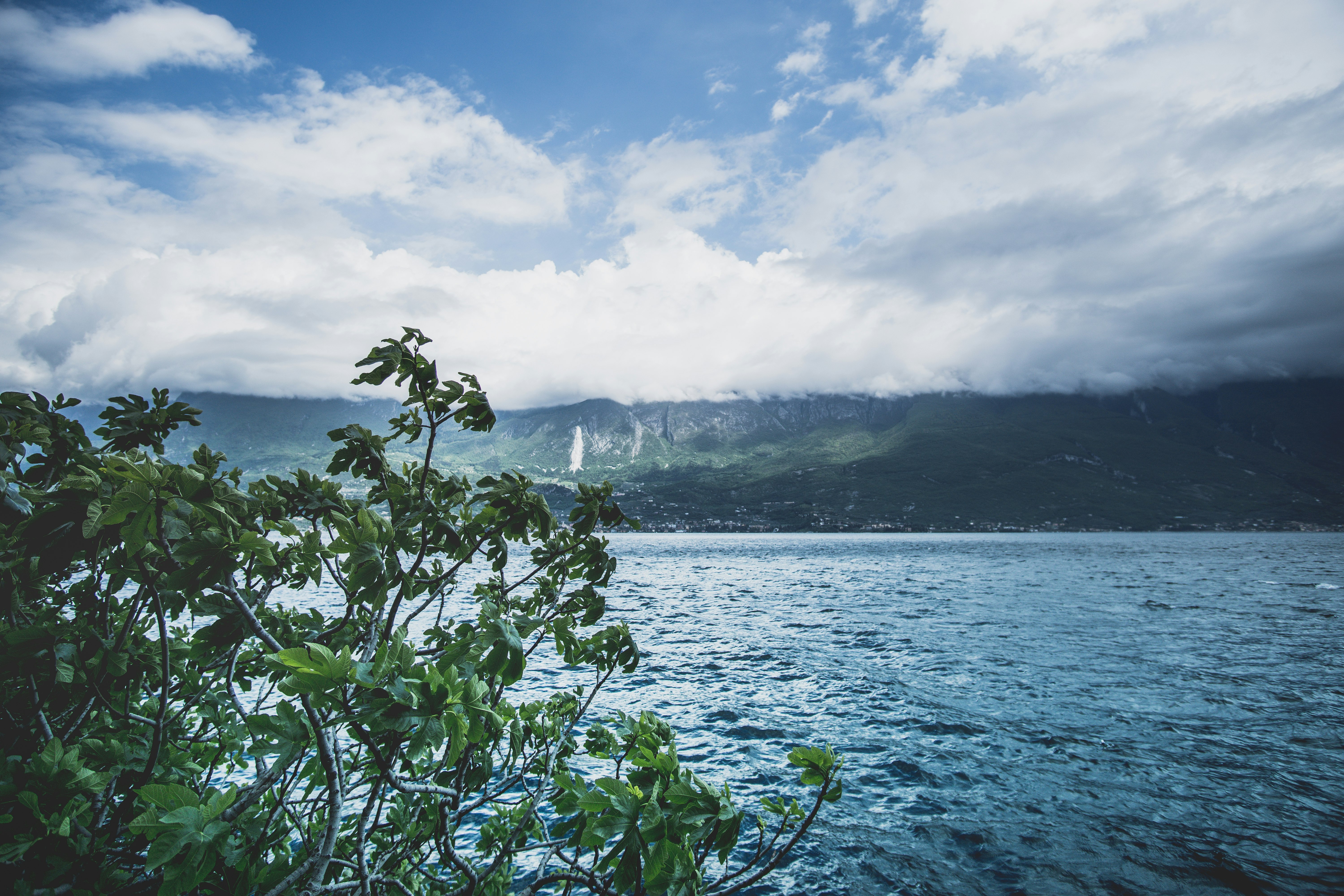 green plant near body of water during daytime